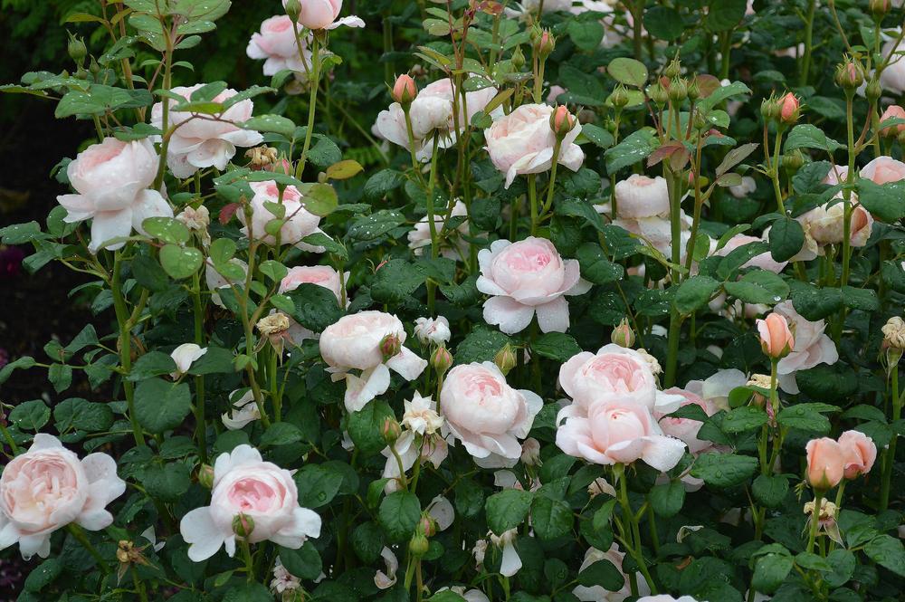 3G Rosa 'Queen of Sweden' Queen of Sweden English Shrub Rose: Patent PP17150 1007548