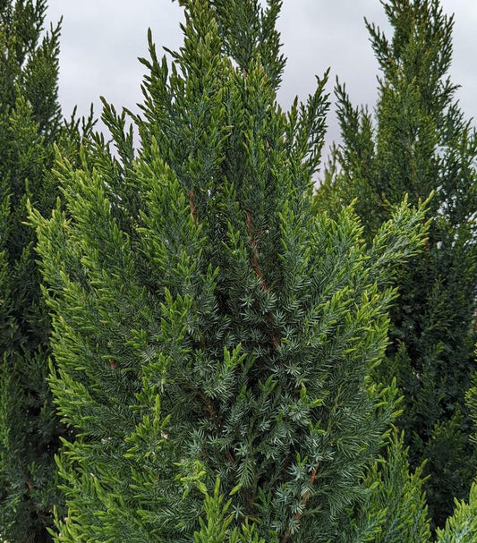 10G Juniperus Chinensis `Blue Point` - Juniper Tree - 1004959