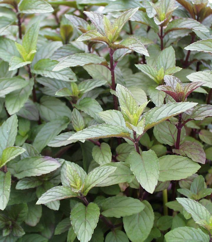 1G MENTHA P. 'CHOCOLATE' (Chocolate Mint) 1000653