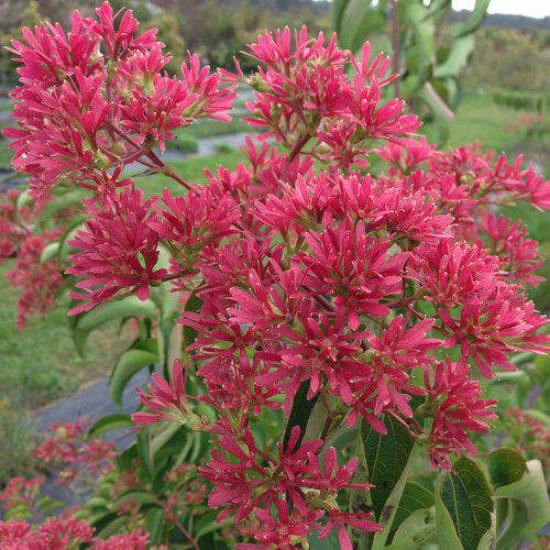 3G Heptacodium miconioides 'Temple of Bloom' ('SMNHMRF') Temple of Bloom® Seven-Son Flower: Patent PPAF 1009993