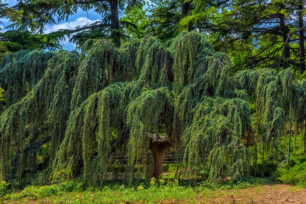 10G Picea pungens 'Glauca Pendula' Weeping Blue Spruce 1003460