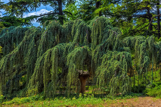 10G Picea pungens 'Glauca Pendula' Weeping Blue Spruce