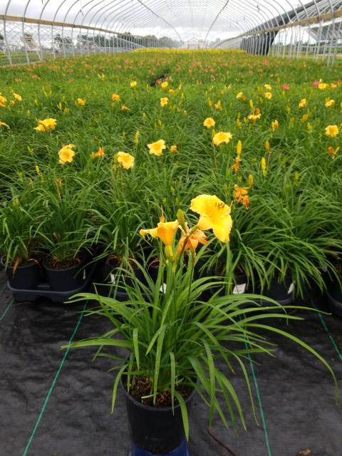 2G Hemerocallis 'Apricot Sparkles' Apricot Sparkles Daylily: Patent PP13,223