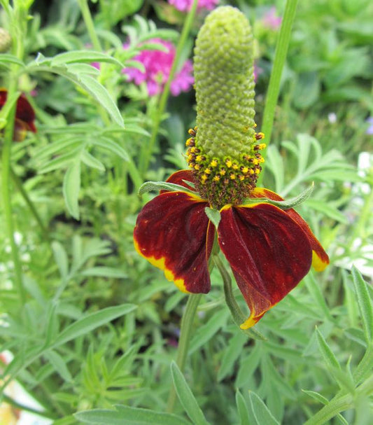 1G Ratibida columnifera 'Red Midget' Mexican Hat Plant 1005597