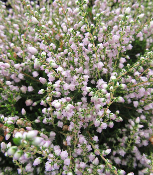 1G Calluna 'County Wicklow' County Wicklow Heather 1000994