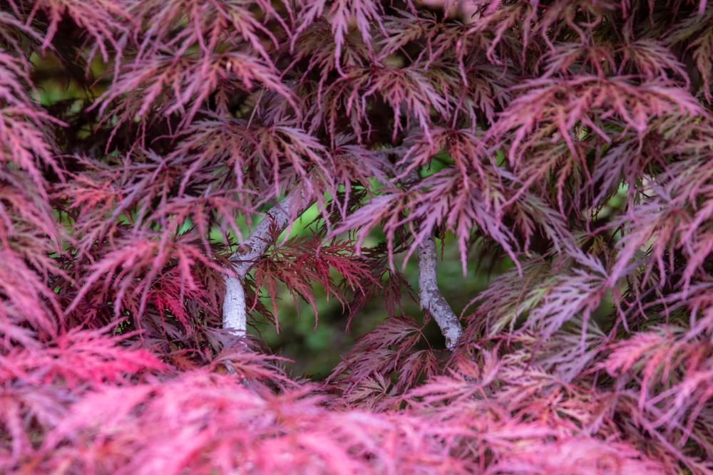 3G Acer Palmatum Dis. 'Inaba Shidare' Inaba Shidare Weeping Japanese Maple 1000697