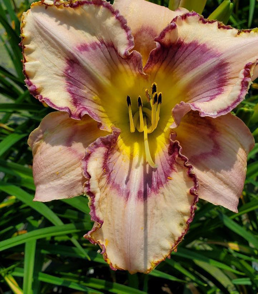 8" Hemerocallis 'Handwriting on the Wall' Handwriting on the Wall Daylily 1010956