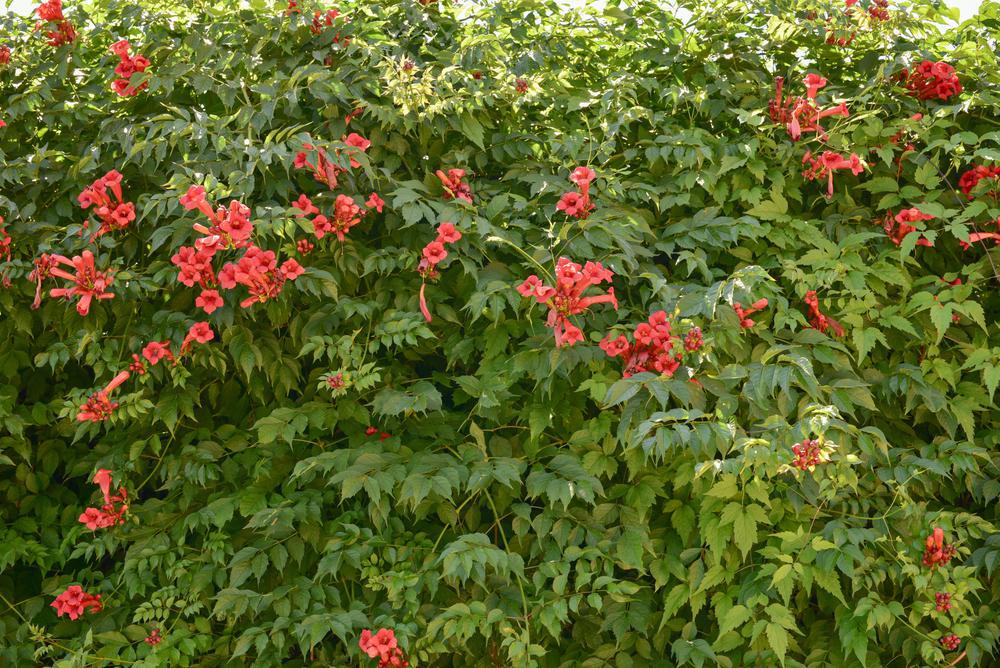 2G Campsis radicans 'Flamenco' Flamenco Trumpet Vine 1003676