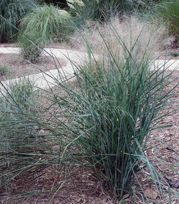 2G Panicum virgatum 'Prairie Sky' Prairie Sky Swichgrass 1008684