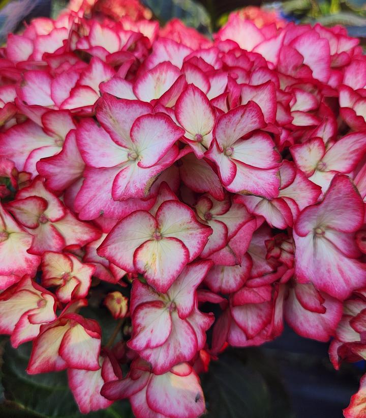 3G Hydrangea mac. 'Kimono' Kimono Bigleaf Hydrangea: Patent PPAF 1013164