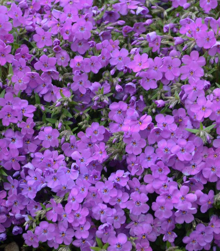 1G Phlox 'Purple Sprite' Purple Sprite Hybrid Spring Phlox: Patent PPAF 1012355