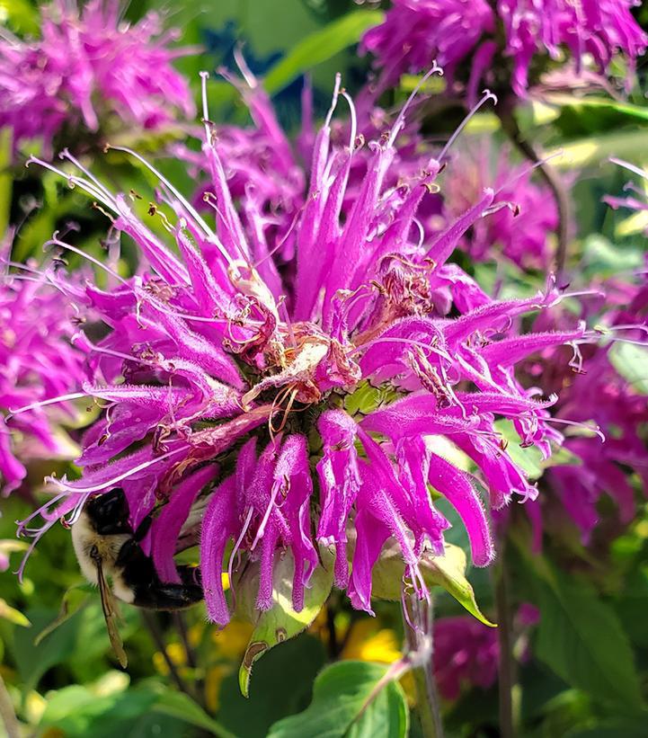 2G Monarda Blue Stocking ('Blaustrumpf') Blue Stocking Bee Balm 1004657