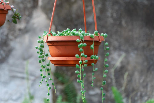 6" HB Senecio String of Pearls