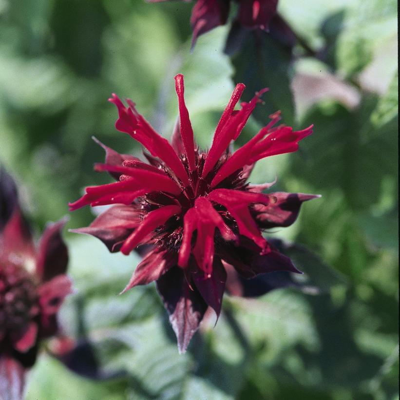 2G Monarda 'Raspberry Wine' Raspberry Wine Beebalm 1008414