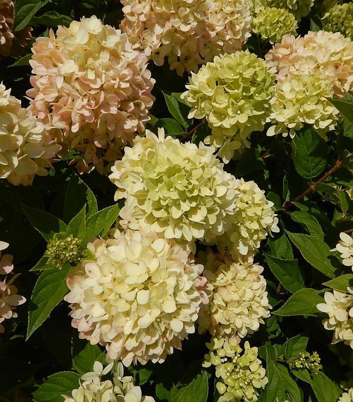 7G HYDRANGEA PAN. `LITTLE LIME` - TREE ('Jane') Panicle Hydrangea: Patent PP22330 1009810