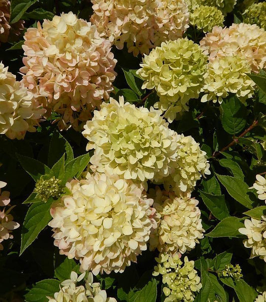 8" Hydrangea pan. 'Little Lime' ('Jane') Little Lime® Panicle Hydrangea: Patent PP22330 1004835