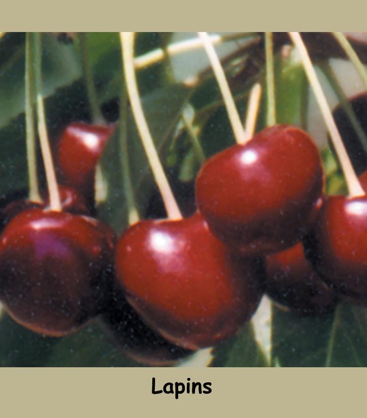 7G PRUNUS `LAPINS` Lapins Sweet Dark Cherry 1001831