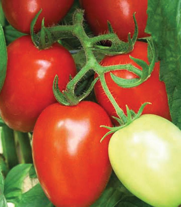 1G TOMATO 'VIVA ITALIA' (PASTE) Viva Italia Tomato 1004989