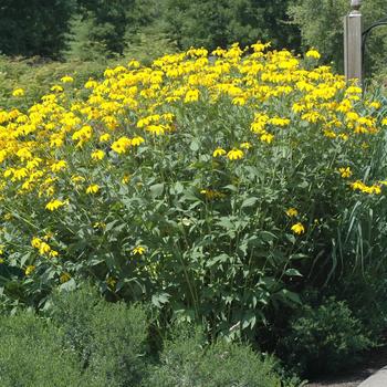 2G Rudbeckia lacinata 'Autumn Sun' Autumn Sun Cutleaf Coneflower 1011896