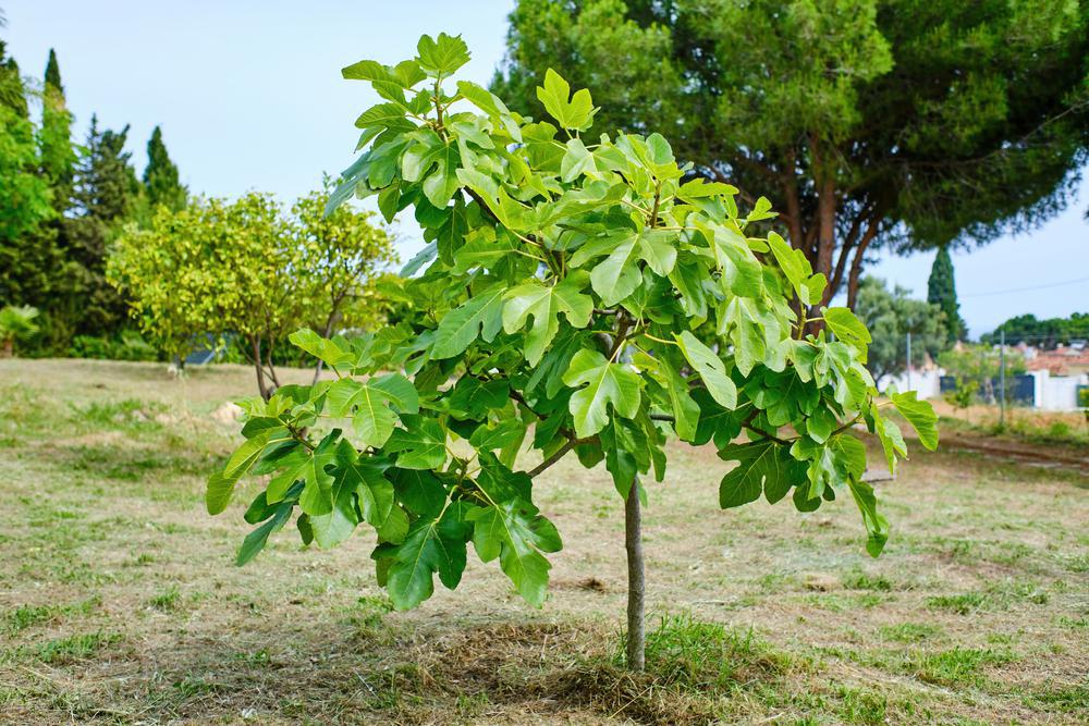 3G Ficus carica 'Verns Brown Turkey' Verns Brown Turkey Fig 1007917