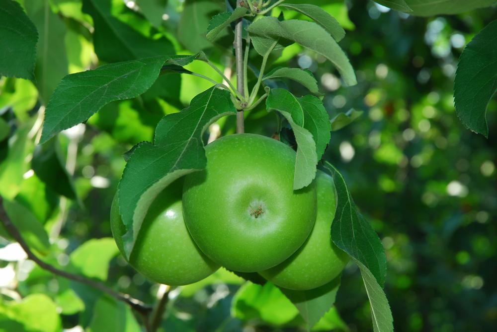 7G MALUS `GRANNY SMITH` Granny Smith Apple 1007882