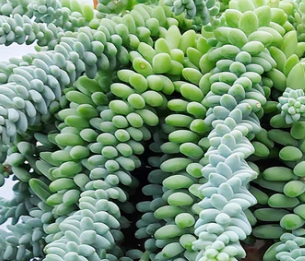 4" Sedum Burro's Tail