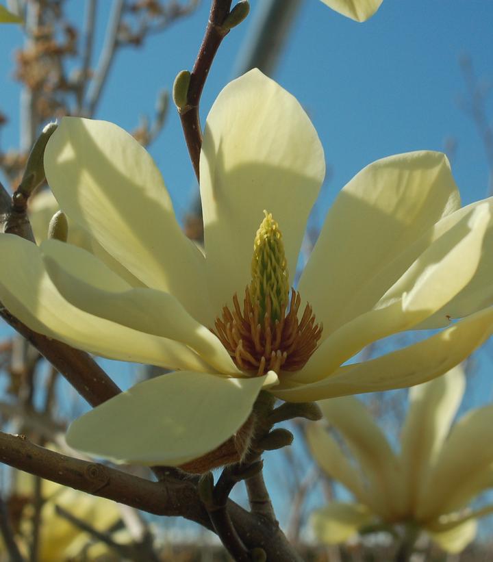 10G Magnolia X Butterflies Butterflies Magnolia