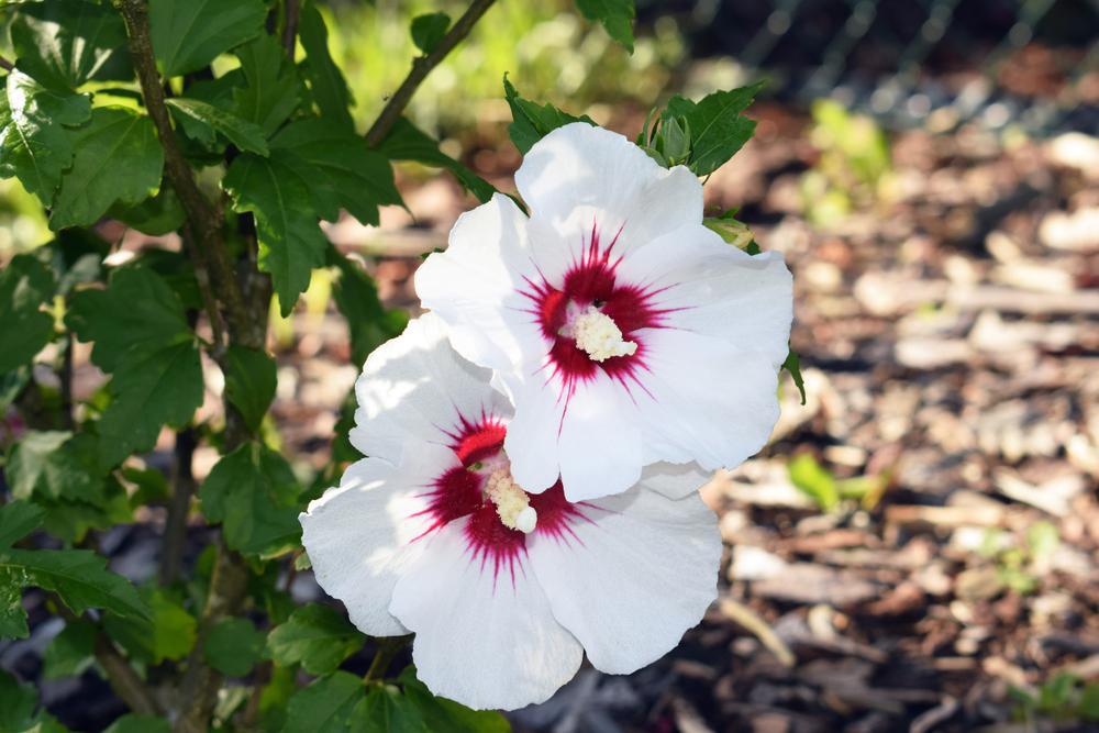 3G Hibiscus syriacus 'Red Heart' Red Heart Rose of Sharon 1001071