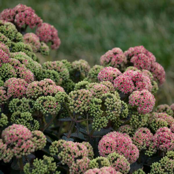 1G Sedum Rock 'N Grow® 'Coraljade' Coraljade Stonecrop: Patent PPAF 1012894