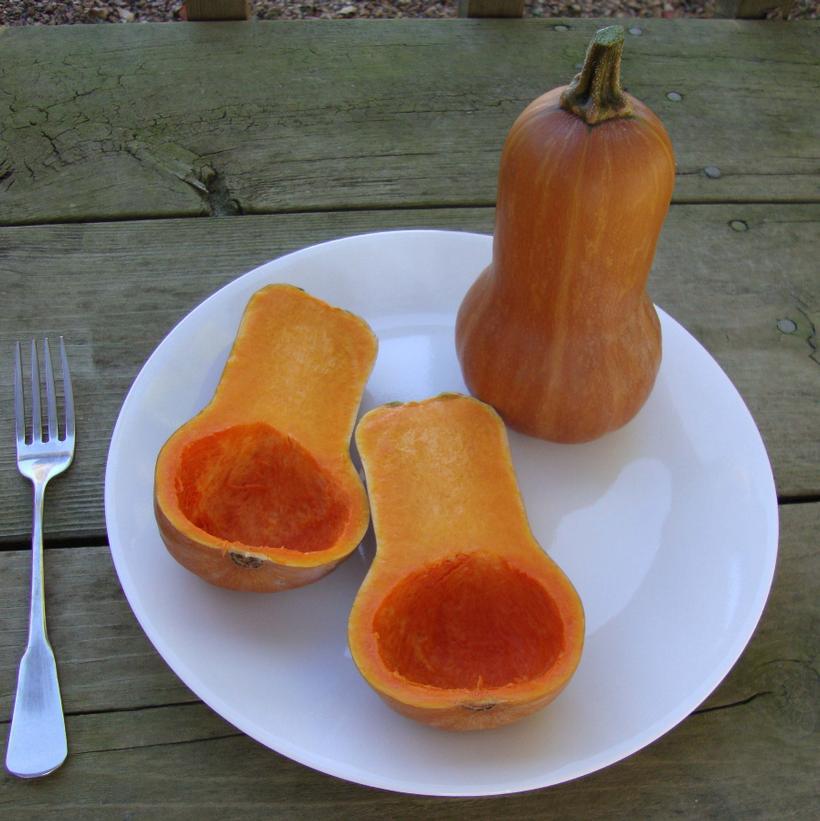 1G Squash 'Honeynut' Honeynut Butternut Squash 1007714