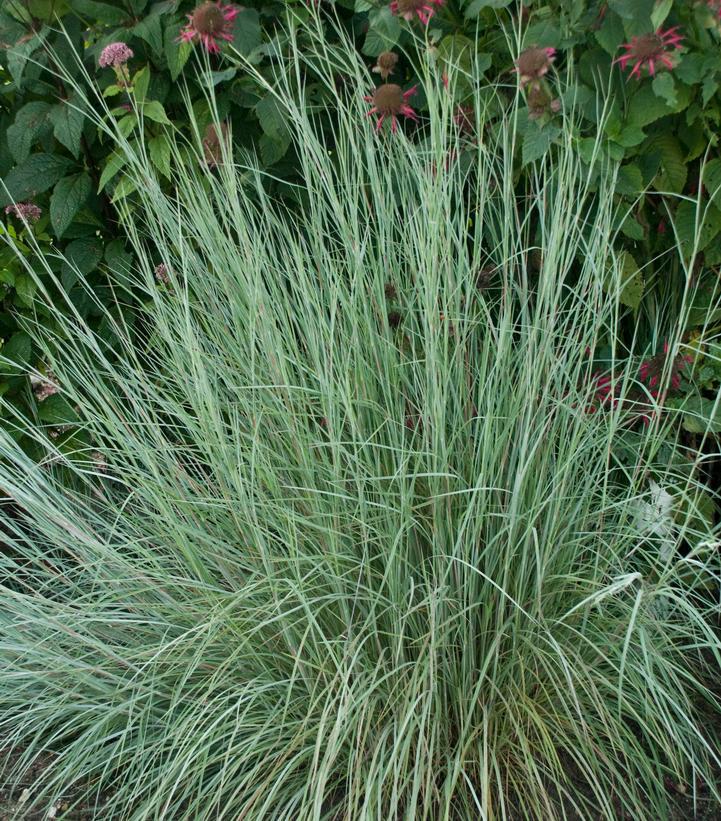 2G Schizachyrium scoparium 'Prairie Blues' Prairie Blues Little Bluestem Grass 1004942