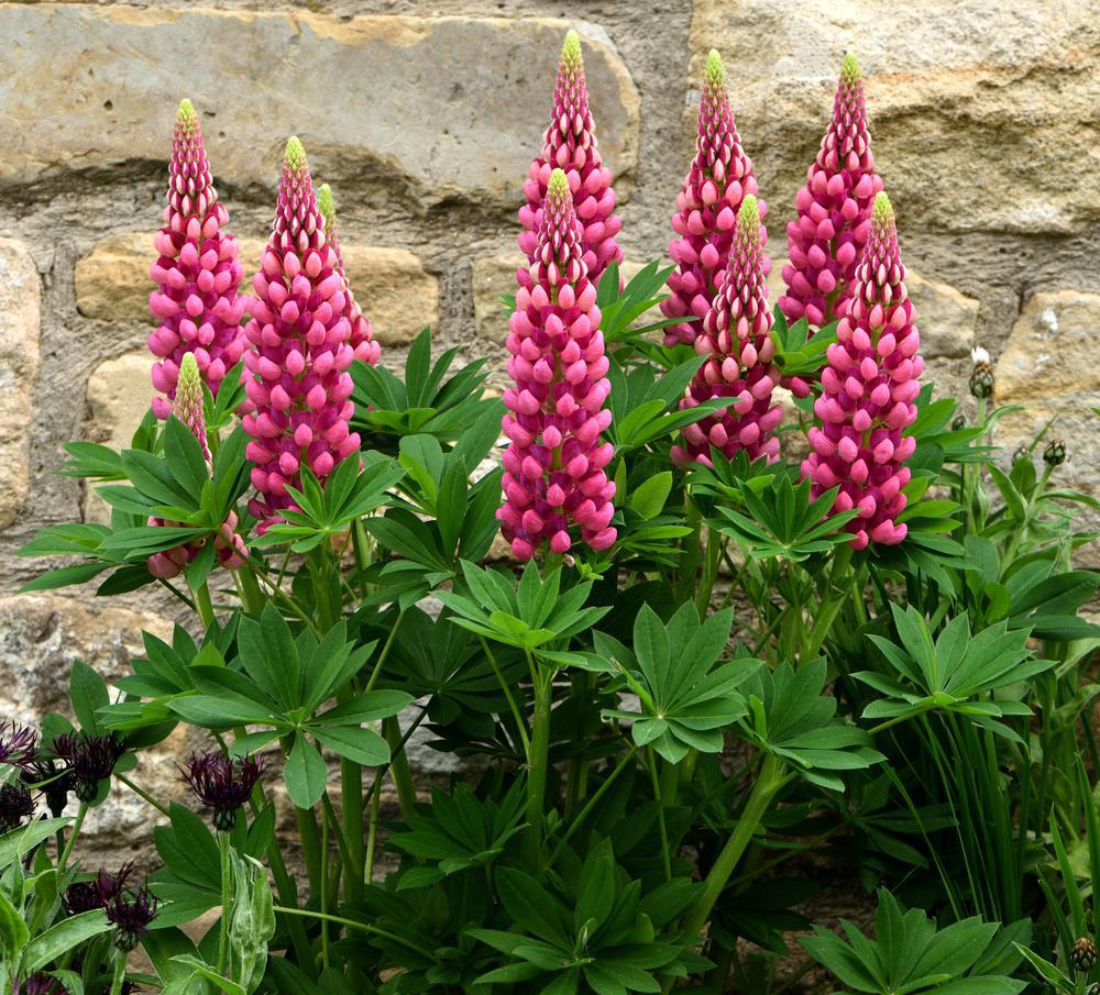 2G Lupinus 'Gallery Red' Gallery Red Lupine 1005026