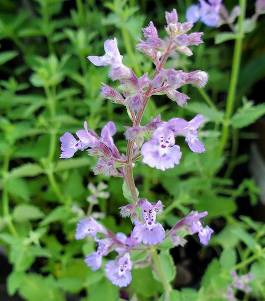 2G Nepeta x faassenii 'Junior Walker' ('Novanepjun') Junior Walker™ Catmint: Patent PP23,074 1010892