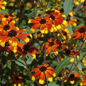 2G Rudbeckia triloba 'Prairie Glow' Prairie Glow Brown-Eyed Susan 1006545