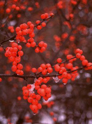 3G Ilex verticillata 'Berry Heavy' Berry Heavy® Winterberry (Female -Berries, Pollinator is Jim Dandy) 1003722