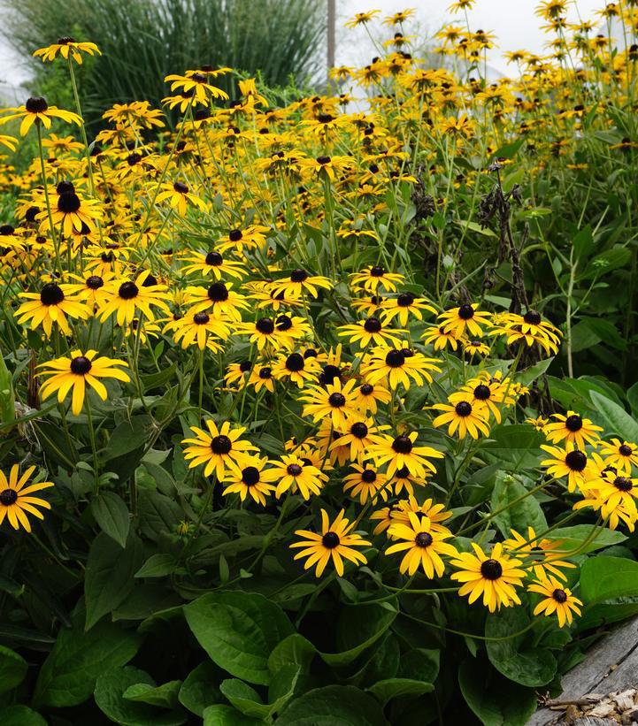 1G Rudbeckia fulgida deamii Black Eyed Susan 1010920