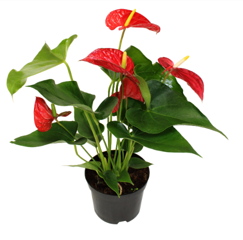 6" Anthurium Michigan - T4376