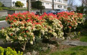 3G Pieris Japonica 'Mountain Fire' Mountain Fire Andromeda 1000472