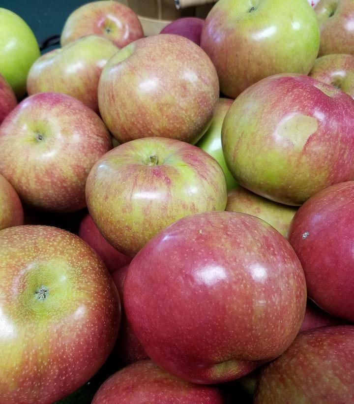 7G MALUS `MCINTOSH` McIntosh Apple 1000744