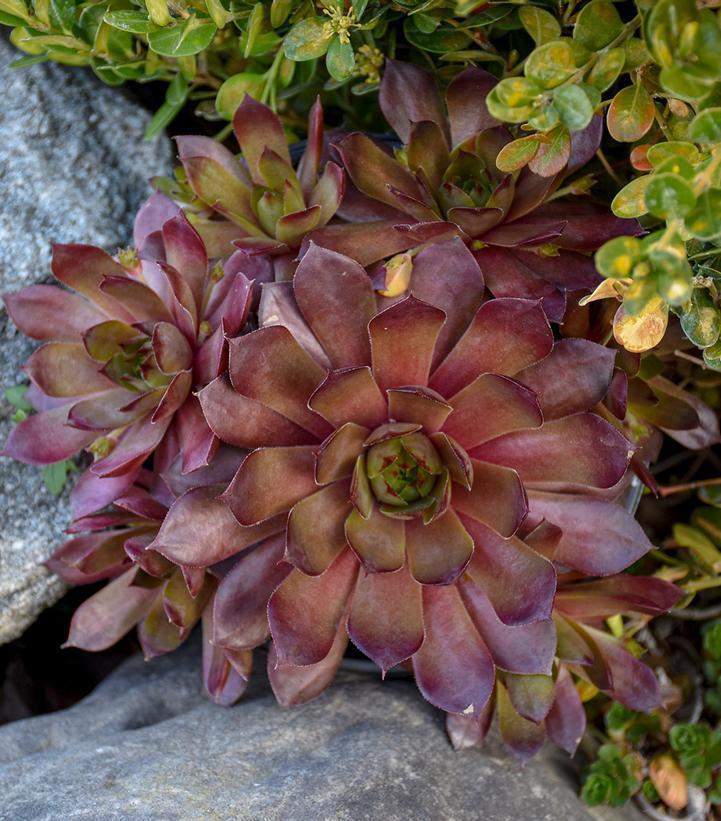 1G Sempervivum 'Peggy' Peggy Hens & Chicks (houseleek) 1012010