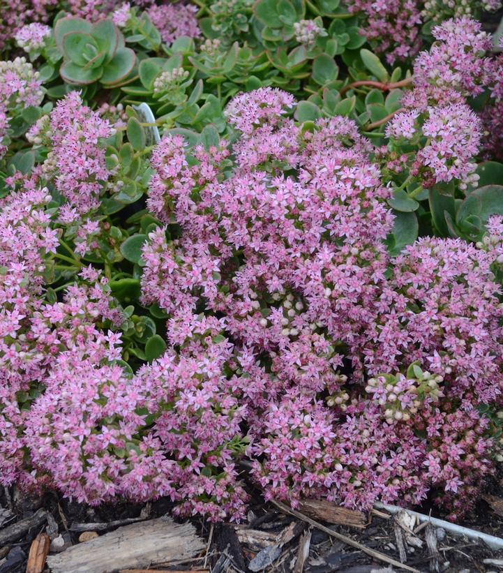 8" Sedum SunSparkler® 'Lime Zinger' Sunsparkler® Lime Zinger Stonecrop: Patent PP24,632 1010915