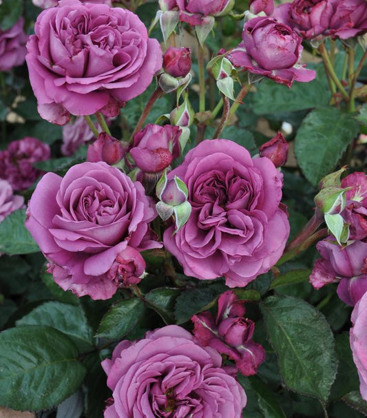 2G Rosa Plum 'Perfect Sunbelt' - Purple Rose - 1014175