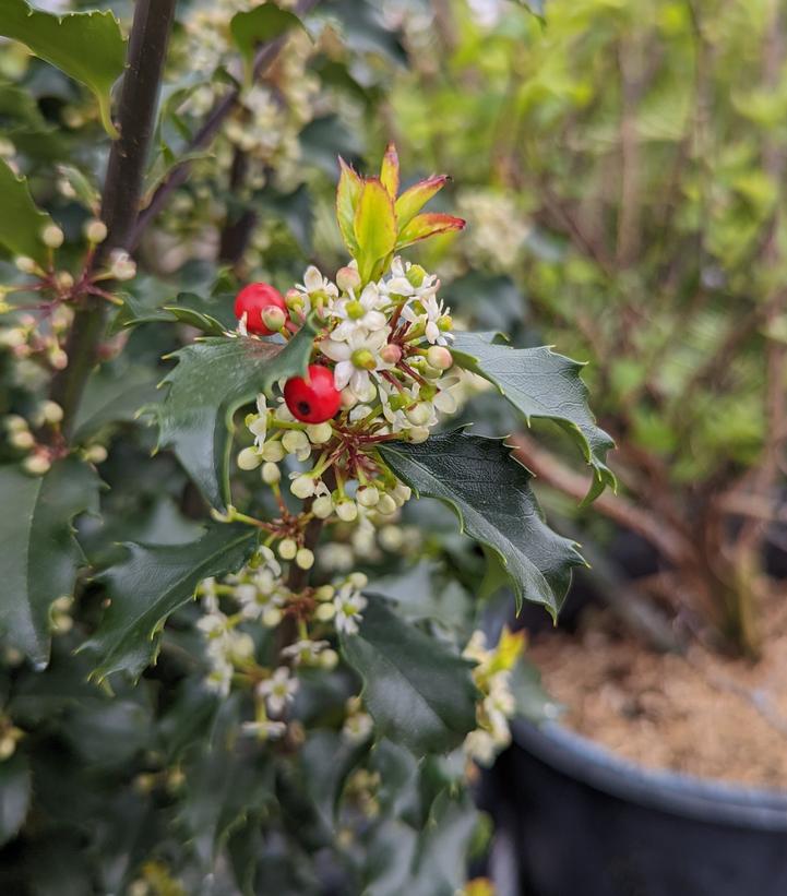 3G Ilex X meserveae 'Blue Princess' Blue Princess Holly (Pollinator: Blue Prince) 1000301