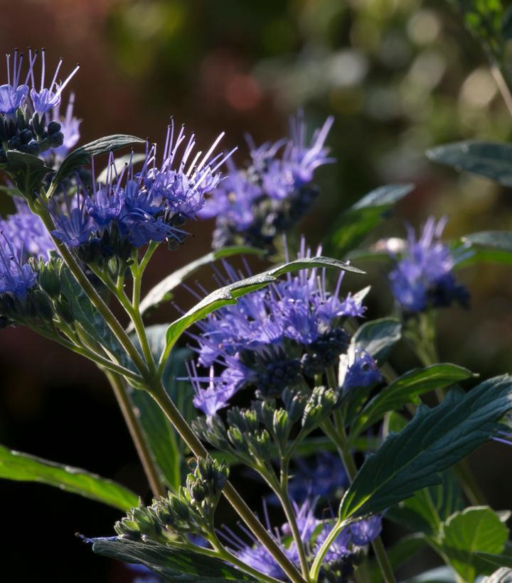 2G Caryopteris x clandonensis 'Beyond Midnight' ('CT-9-12') Beyond Midnight® Bluebeard: Patent PP27,426 1008084