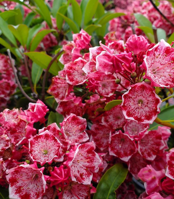 3G Kalmia lat. 'Kaleidoscope' Kaleidoscope Mountain Laurel 1000341