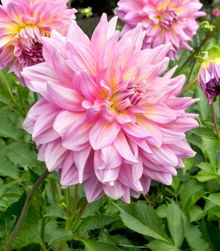 12" DAHLIA `STRAWBERRY ICE` (PINK/YELLOW) 'Strawberry Ice' Dahlia: Patent Annual 1014612