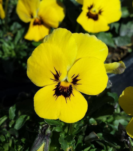 1G Viola Penny™ 'Yellow Blotch' Penny™ Yellow Blotch Viola 1008116