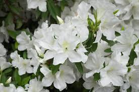 3G Azalea Girard's Pleasant White (evergreen) Girards Pleasant White Azalea 1000204