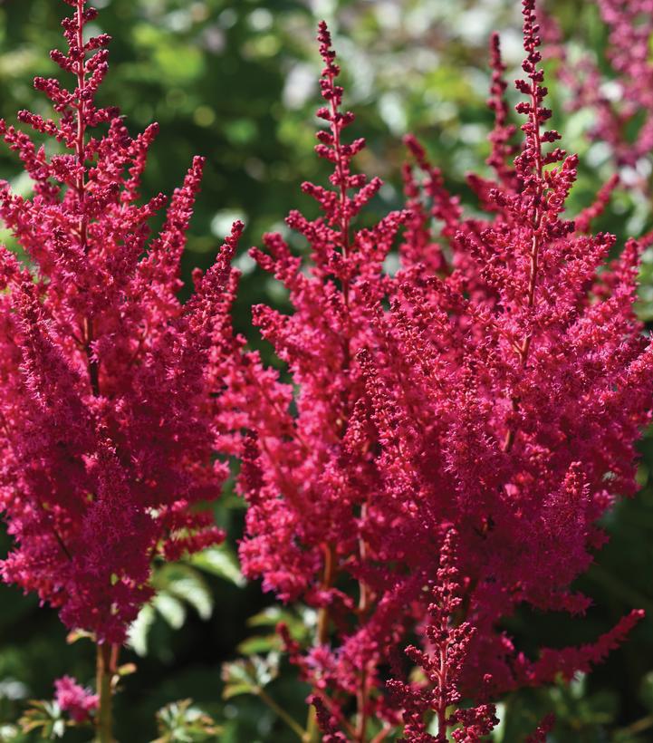 8" Astilbe chinensis 'You and Me Forever' You and Me Forever® Astilbe: Patent PP32915 1020194