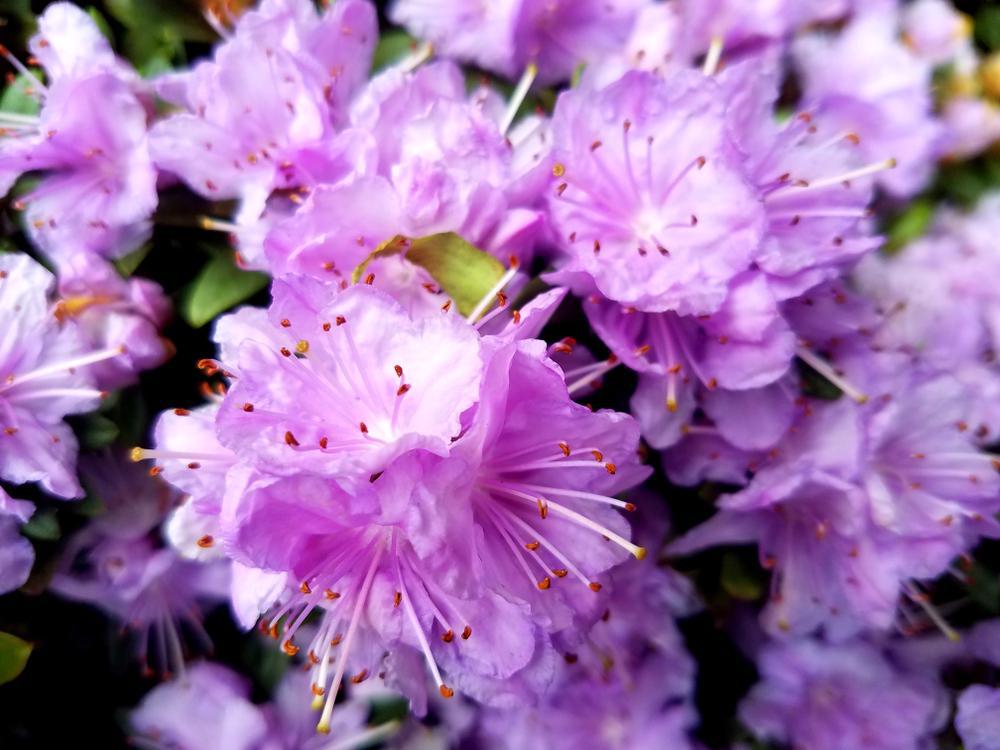 3G Rhododendron X 'Purple Gem' Purple Gem Rhododendron (Evergreen) 1000116